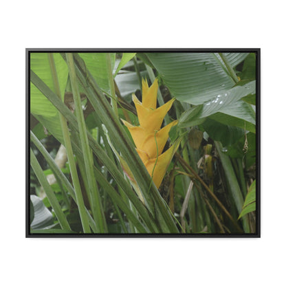 Rainforest Trails & Views - Gallery Canvas Wraps, Horizontal Frame - El Yunque National Forest - Puerto Rico - Awesome tropical flower - Heliconias - Green Forest Home