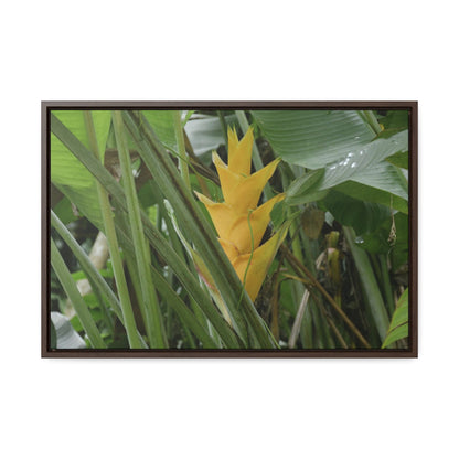 Rainforest Trails & Views - Gallery Canvas Wraps, Horizontal Frame - El Yunque National Forest - Puerto Rico - Awesome tropical flower - Heliconias - Green Forest Home