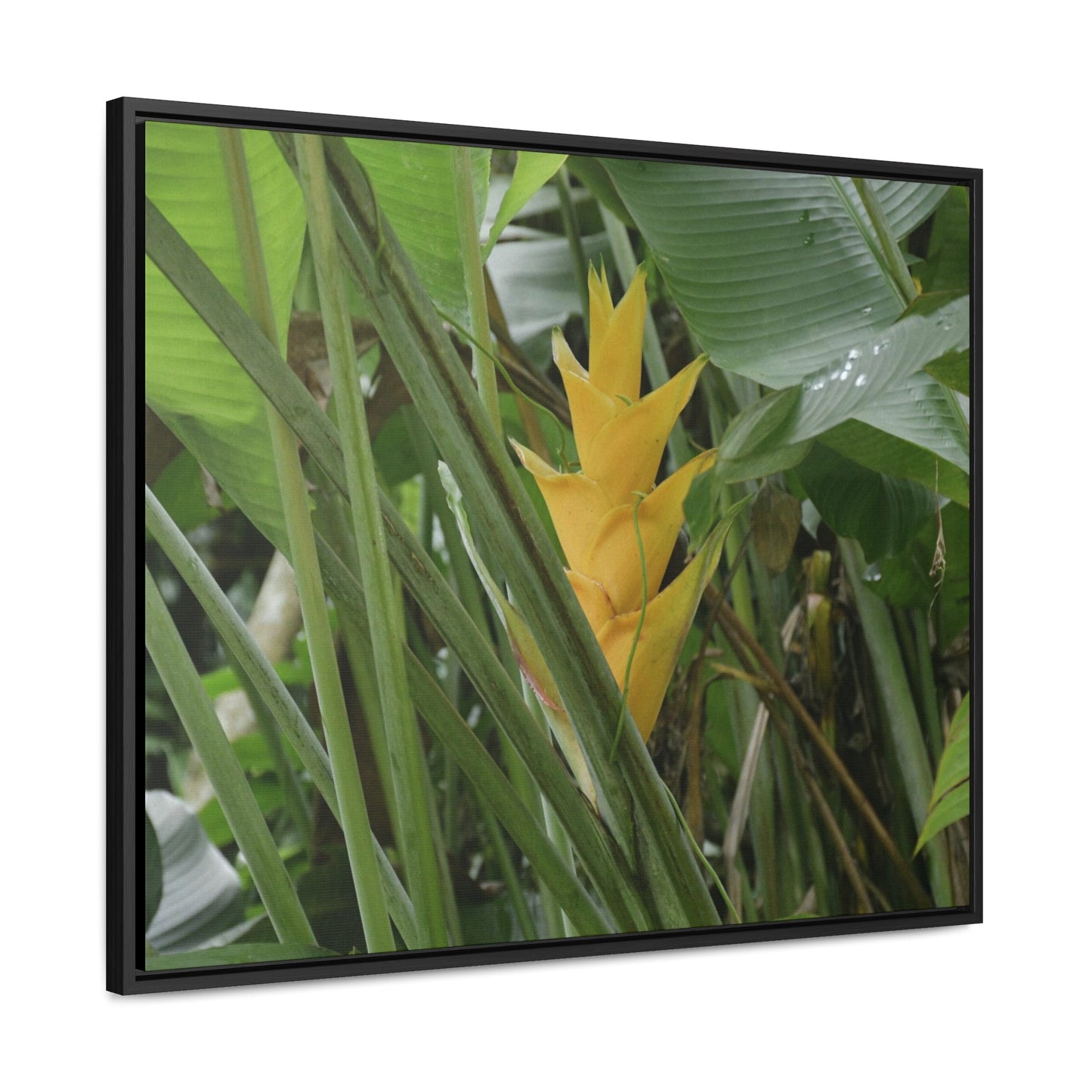 Rainforest Trails & Views - Gallery Canvas Wraps, Horizontal Frame - El Yunque National Forest - Puerto Rico - Awesome tropical flower - Heliconias - Green Forest Home