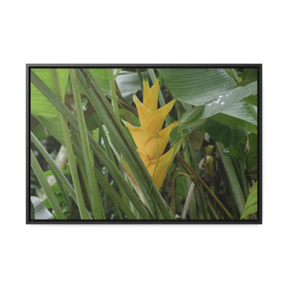 Rainforest Trails & Views - Gallery Canvas Wraps, Horizontal Frame - El Yunque National Forest - Puerto Rico - Awesome tropical flower - Heliconias - Green Forest Home