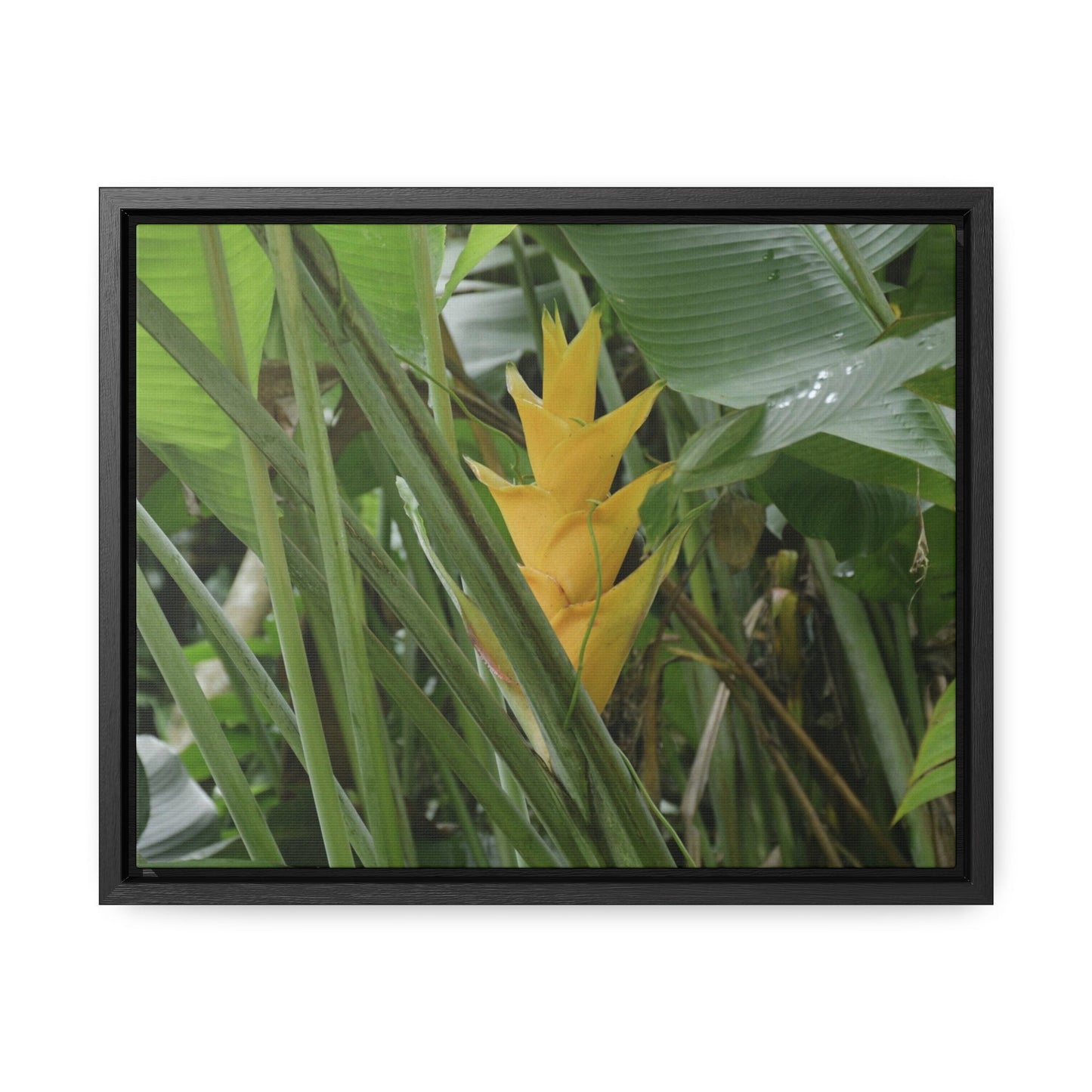 Rainforest Trails & Views - Gallery Canvas Wraps, Horizontal Frame - El Yunque National Forest - Puerto Rico - Awesome tropical flower - Heliconias - Green Forest Home