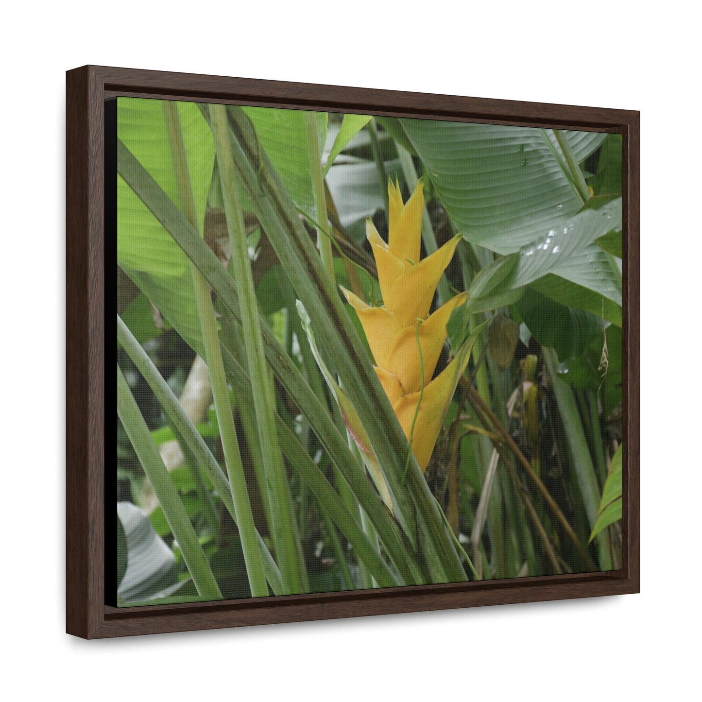 Rainforest Trails & Views - Gallery Canvas Wraps, Horizontal Frame - El Yunque National Forest - Puerto Rico - Awesome tropical flower - Heliconias - Green Forest Home