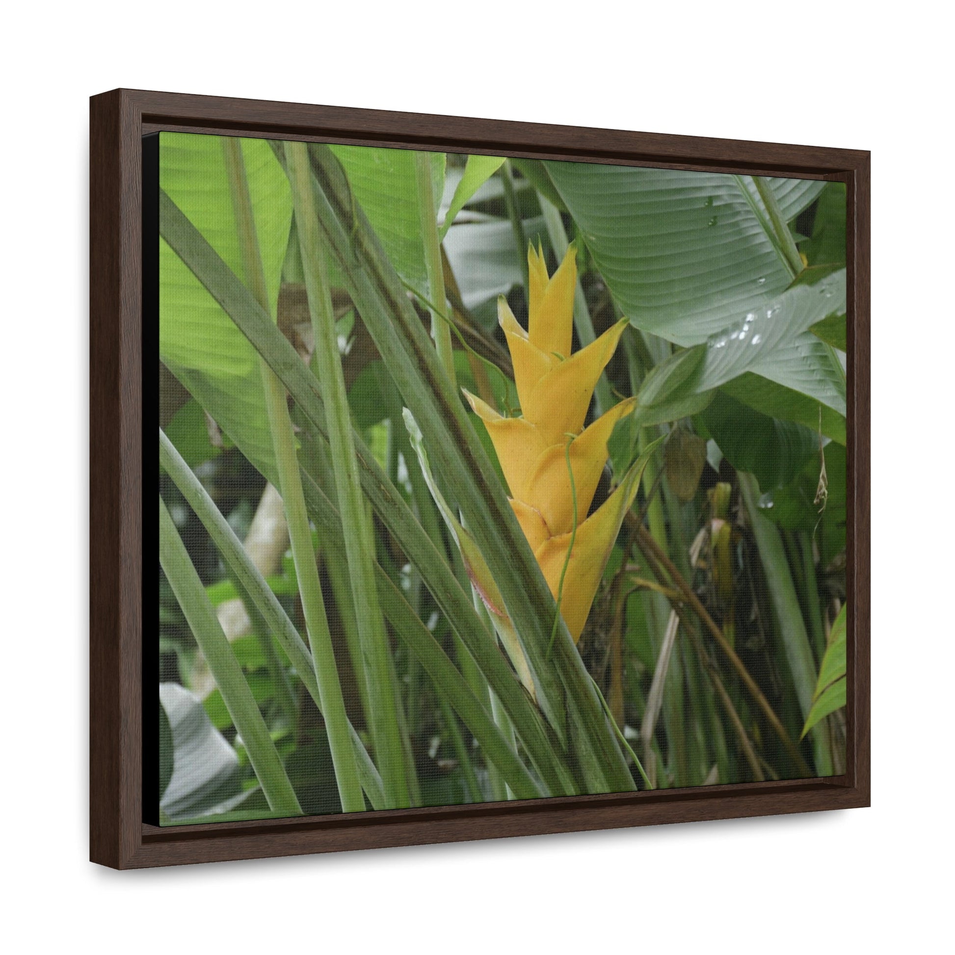 Rainforest Trails & Views - Gallery Canvas Wraps, Horizontal Frame - El Yunque National Forest - Puerto Rico - Awesome tropical flower - Heliconias - Green Forest Home