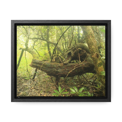 Rainforest Trails & Views - Gallery Canvas Wraps, Horizontal Frame - El Yunque National Forest - Puerto Rico - Awesome View in deep Tradewinds Trail - Green Forest Home