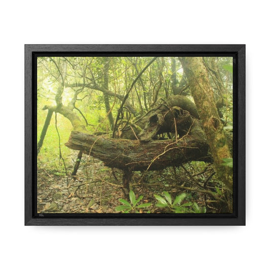 Rainforest Trails & Views - Gallery Canvas Wraps, Horizontal Frame - El Yunque National Forest - Puerto Rico - Awesome View in deep Tradewinds Trail - Green Forest Home