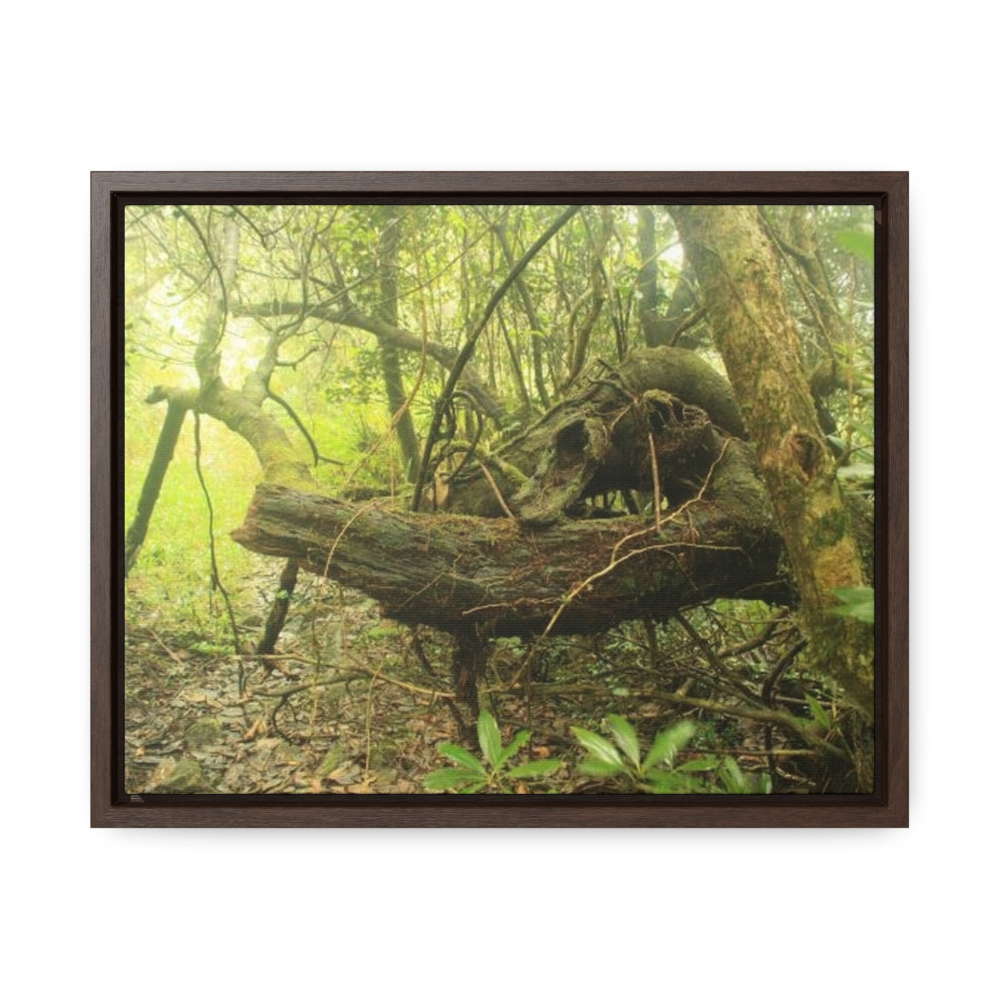 Rainforest Trails & Views - Gallery Canvas Wraps, Horizontal Frame - El Yunque National Forest - Puerto Rico - Awesome View in deep Tradewinds Trail - Green Forest Home
