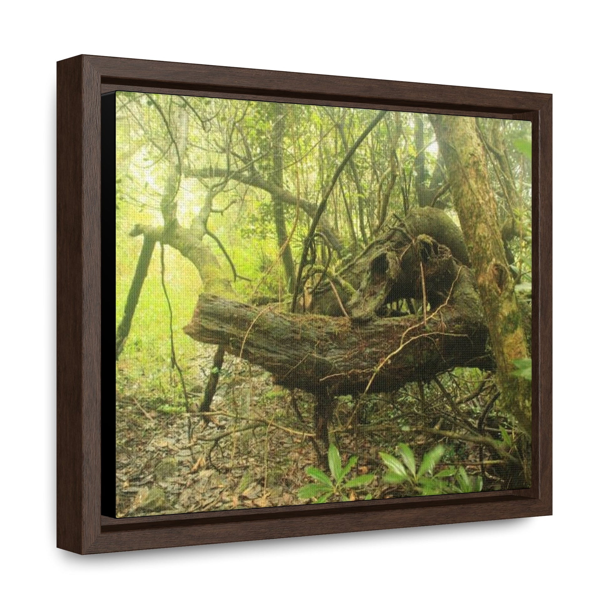 Rainforest Trails & Views - Gallery Canvas Wraps, Horizontal Frame - El Yunque National Forest - Puerto Rico - Awesome View in deep Tradewinds Trail - Green Forest Home