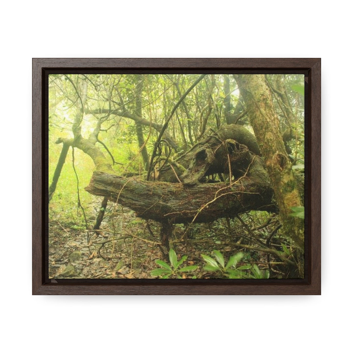 Rainforest Trails & Views - Gallery Canvas Wraps, Horizontal Frame - El Yunque National Forest - Puerto Rico - Awesome View in deep Tradewinds Trail - Green Forest Home