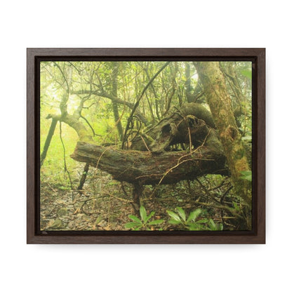 Rainforest Trails & Views - Gallery Canvas Wraps, Horizontal Frame - El Yunque National Forest - Puerto Rico - Awesome View in deep Tradewinds Trail - Green Forest Home