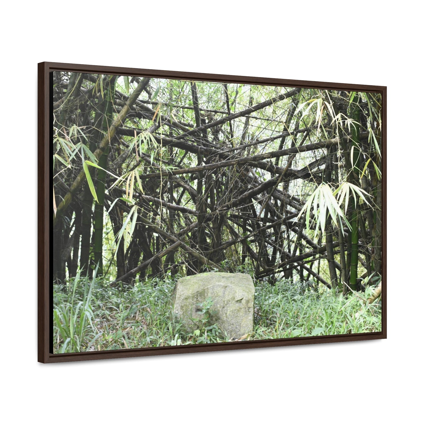 Rainforest Trails & Views - Gallery Canvas Wraps, Horizontal Frame - El Yunque National Forest - Puerto Rico - Bamboo destroyed by Hurricane Maria - Green Forest Home