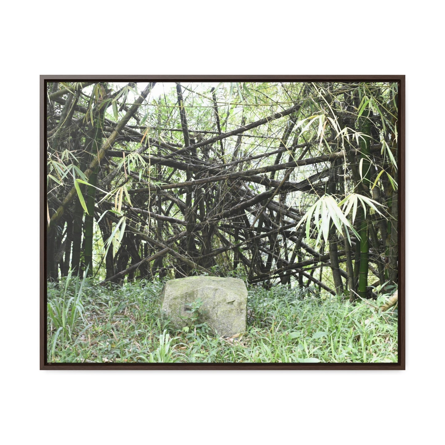 Rainforest Trails & Views - Gallery Canvas Wraps, Horizontal Frame - El Yunque National Forest - Puerto Rico - Bamboo destroyed by Hurricane Maria - Green Forest Home