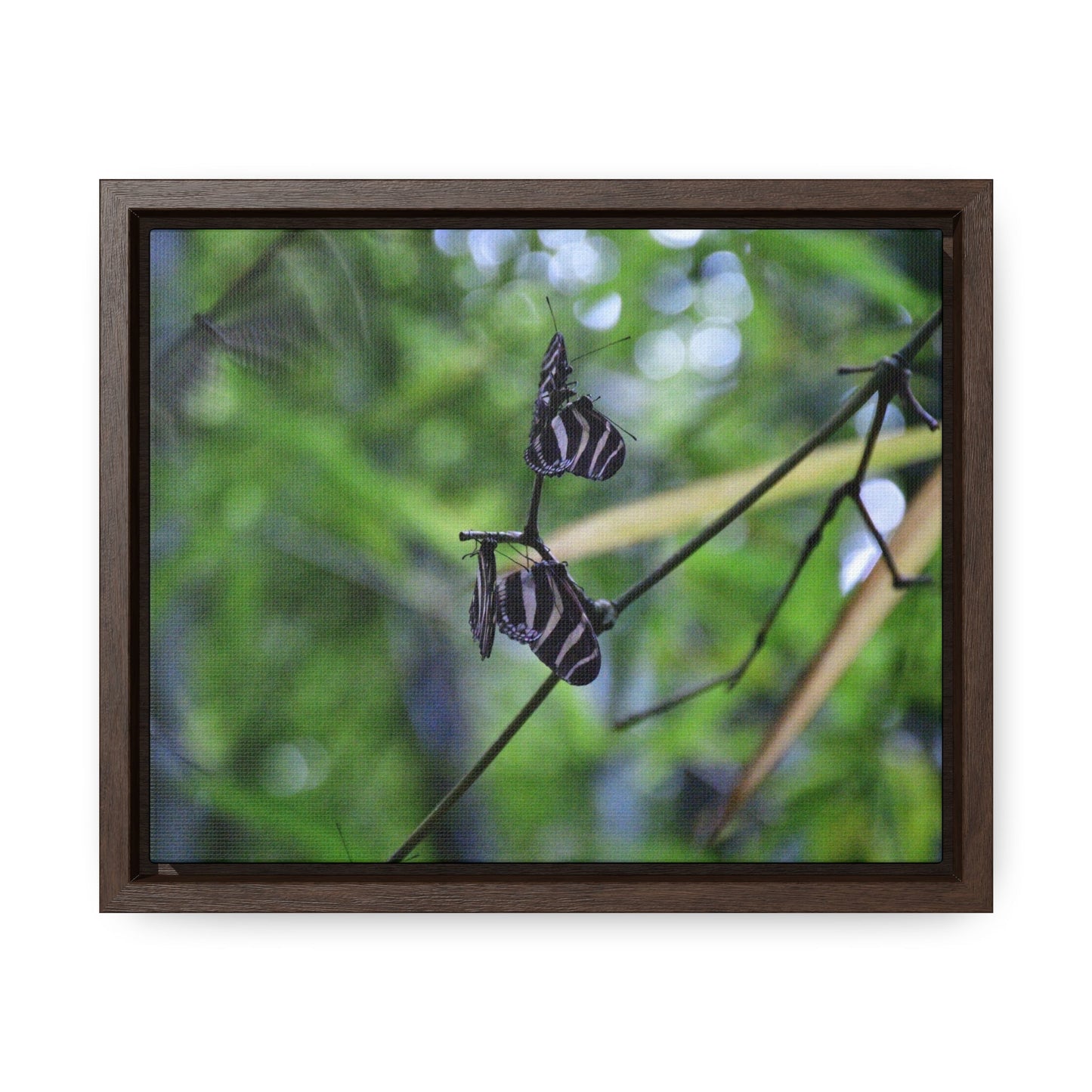 Rainforest Trails & Views - Gallery Canvas Wraps, Horizontal Frame - El Yunque National Forest - Puerto Rico - Butterflies dance in the forest - Green Forest Home