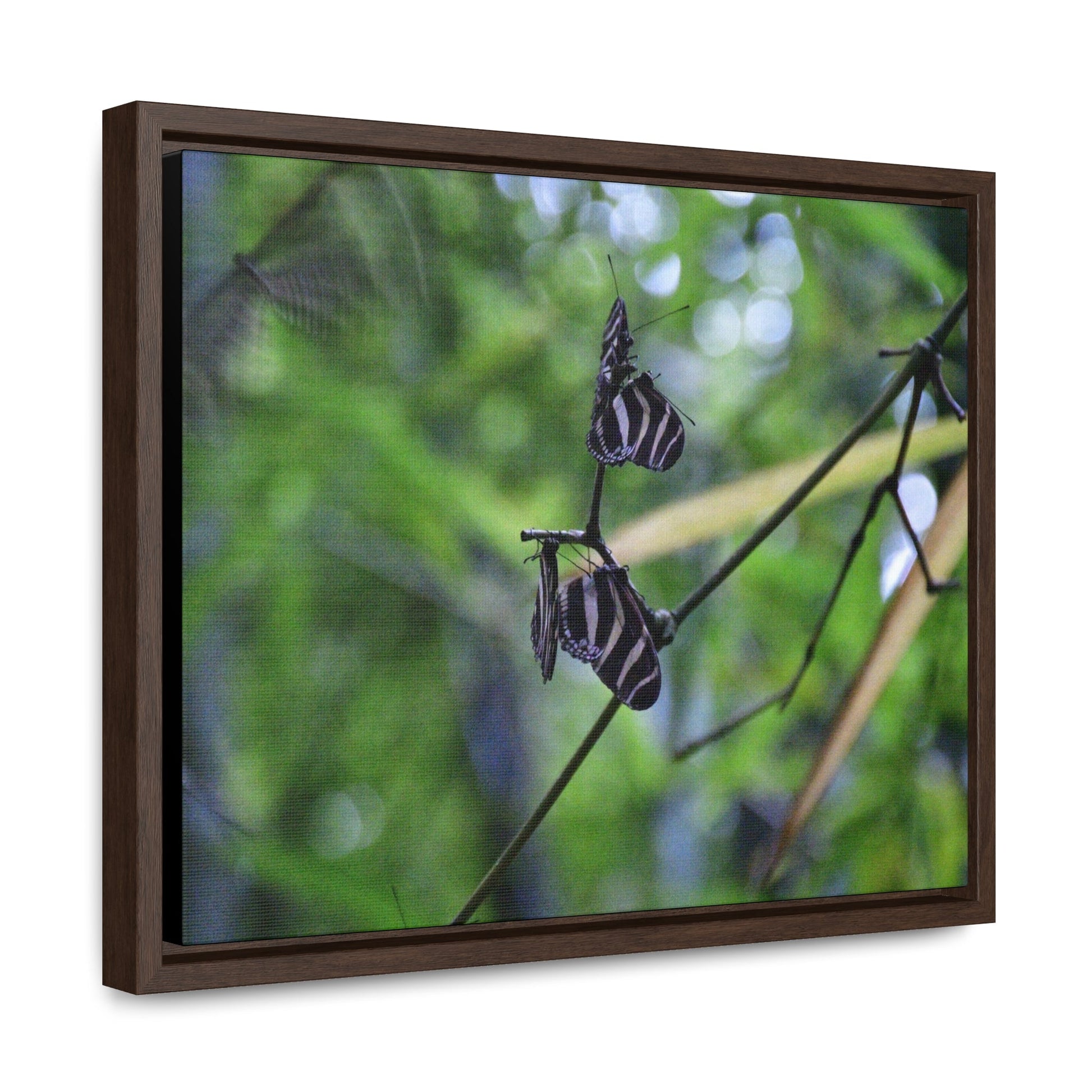 Rainforest Trails & Views - Gallery Canvas Wraps, Horizontal Frame - El Yunque National Forest - Puerto Rico - Butterflies dance in the forest - Green Forest Home