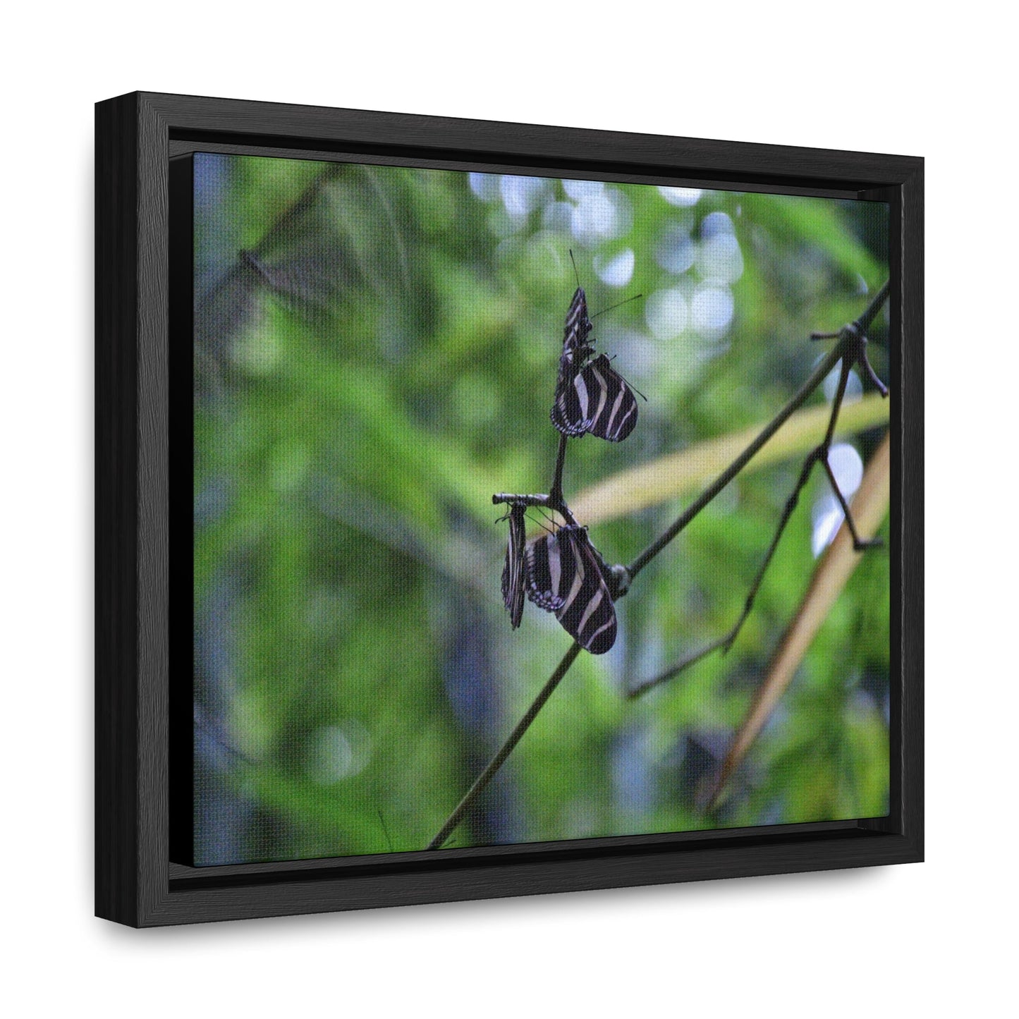Rainforest Trails & Views - Gallery Canvas Wraps, Horizontal Frame - El Yunque National Forest - Puerto Rico - Butterflies dance in the forest - Green Forest Home