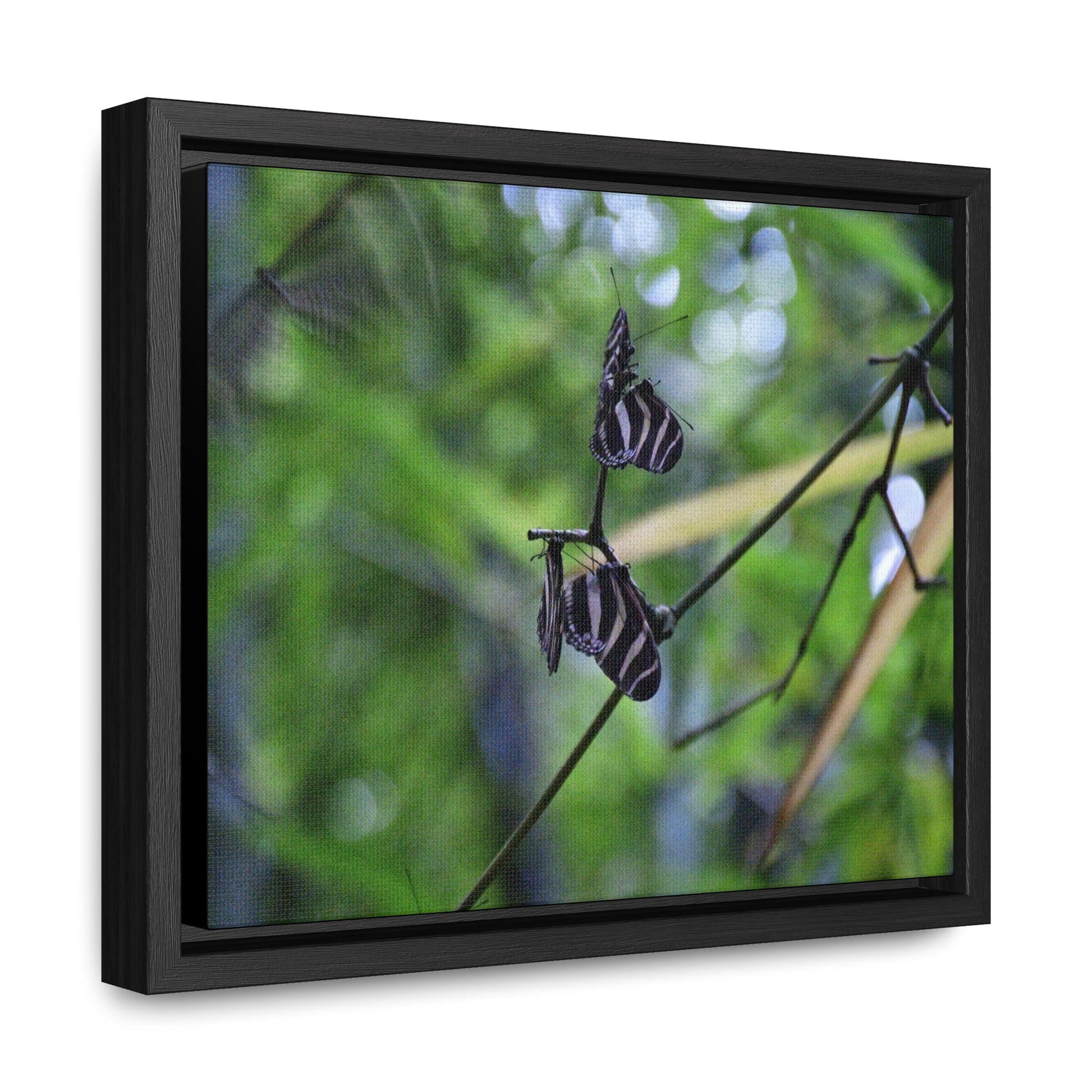 Rainforest Trails & Views - Gallery Canvas Wraps, Horizontal Frame - El Yunque National Forest - Puerto Rico - Butterflies dance in the forest - Green Forest Home