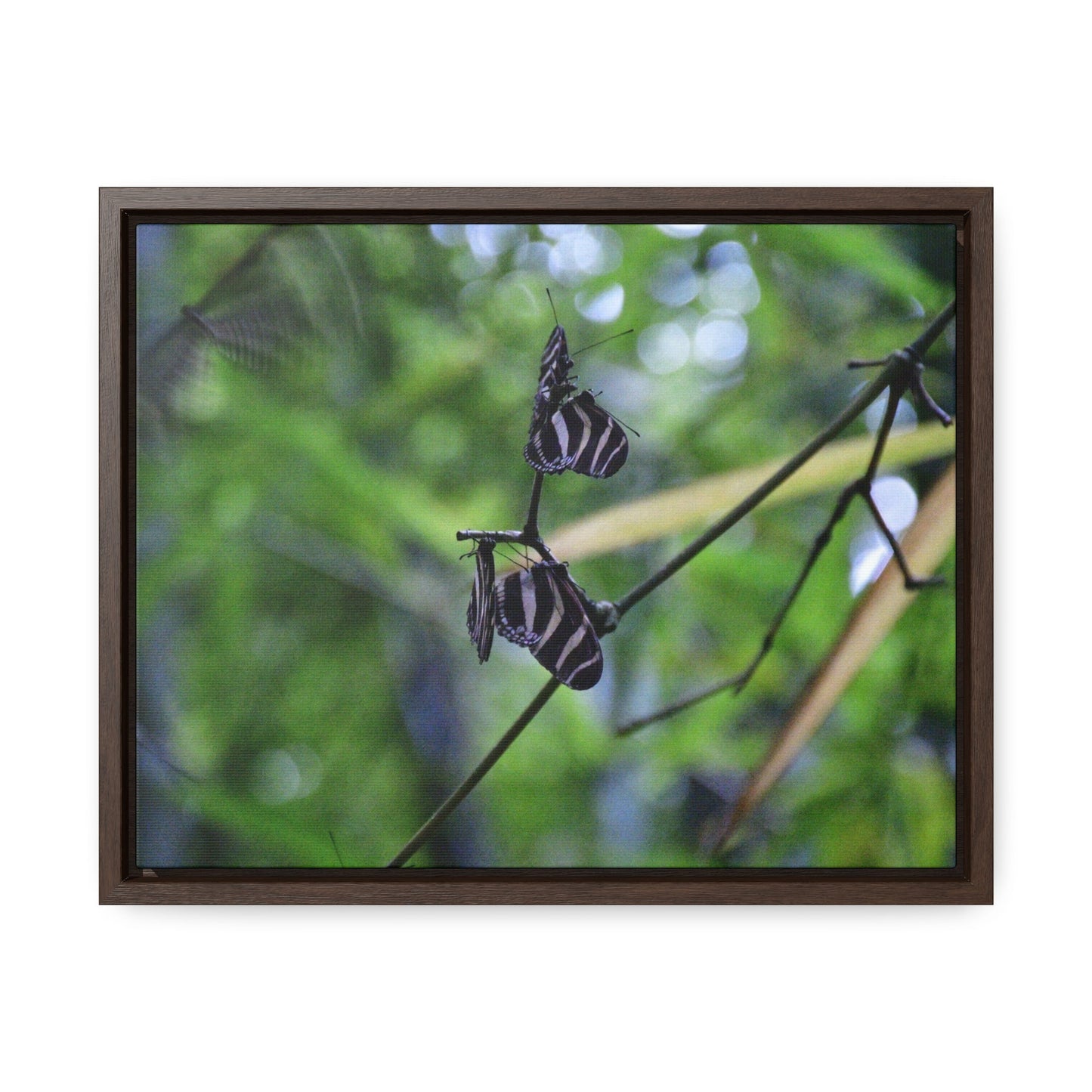 Rainforest Trails & Views - Gallery Canvas Wraps, Horizontal Frame - El Yunque National Forest - Puerto Rico - Butterflies dance in the forest - Green Forest Home