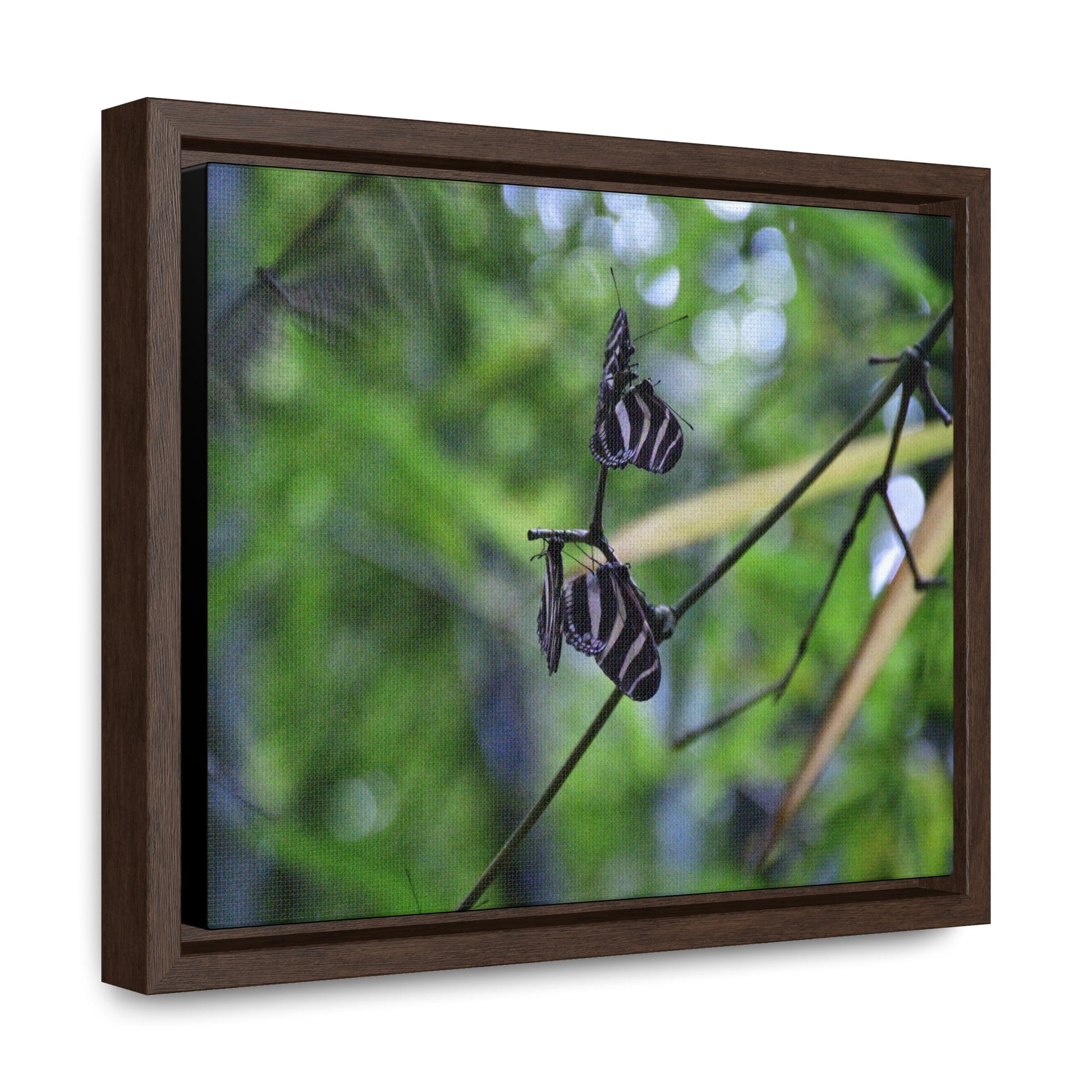 Rainforest Trails & Views - Gallery Canvas Wraps, Horizontal Frame - El Yunque National Forest - Puerto Rico - Butterflies dance in the forest - Green Forest Home