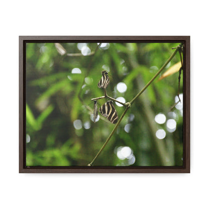 Rainforest Trails & Views - Gallery Canvas Wraps, Horizontal Frame - El Yunque National Forest - Puerto Rico - Butterflies in the forest - Green Forest Home