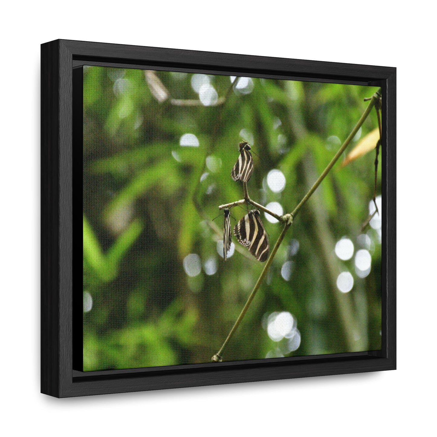 Rainforest Trails & Views - Gallery Canvas Wraps, Horizontal Frame - El Yunque National Forest - Puerto Rico - Butterflies in the forest - Green Forest Home