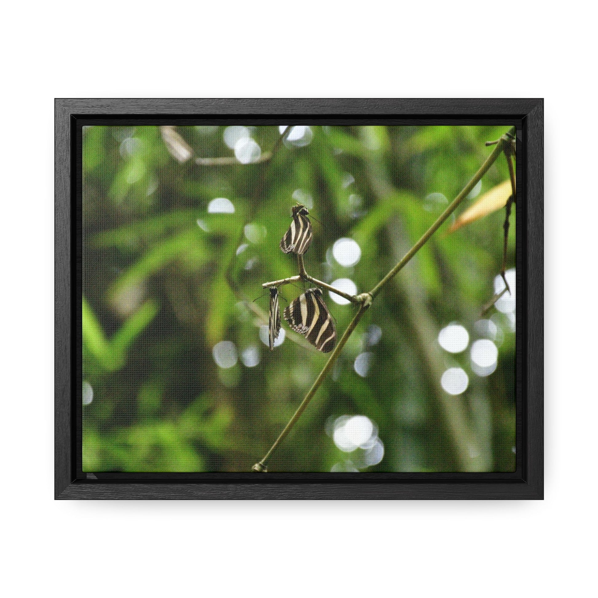 Rainforest Trails & Views - Gallery Canvas Wraps, Horizontal Frame - El Yunque National Forest - Puerto Rico - Butterflies in the forest - Green Forest Home