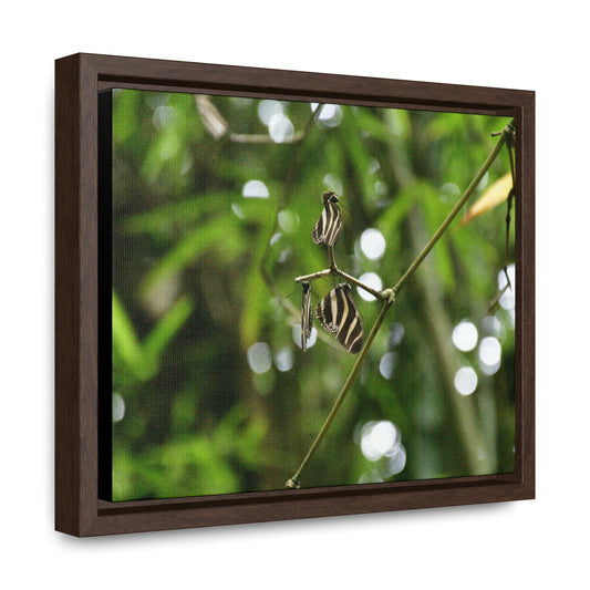 Rainforest Trails & Views - Gallery Canvas Wraps, Horizontal Frame - El Yunque National Forest - Puerto Rico - Butterflies in the forest - Green Forest Home