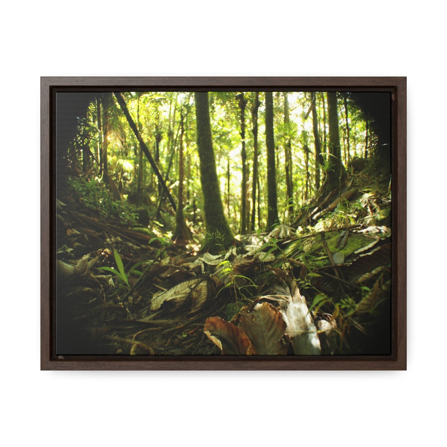 Rainforest Trails & Views - Gallery Canvas Wraps, Horizontal Frame - El Yunque National Forest - Puerto Rico - Circular view of the inner deep cloud forest - Green Forest Home