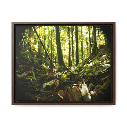 Rainforest Trails & Views - Gallery Canvas Wraps, Horizontal Frame - El Yunque National Forest - Puerto Rico - Circular view of the inner deep cloud forest - Green Forest Home