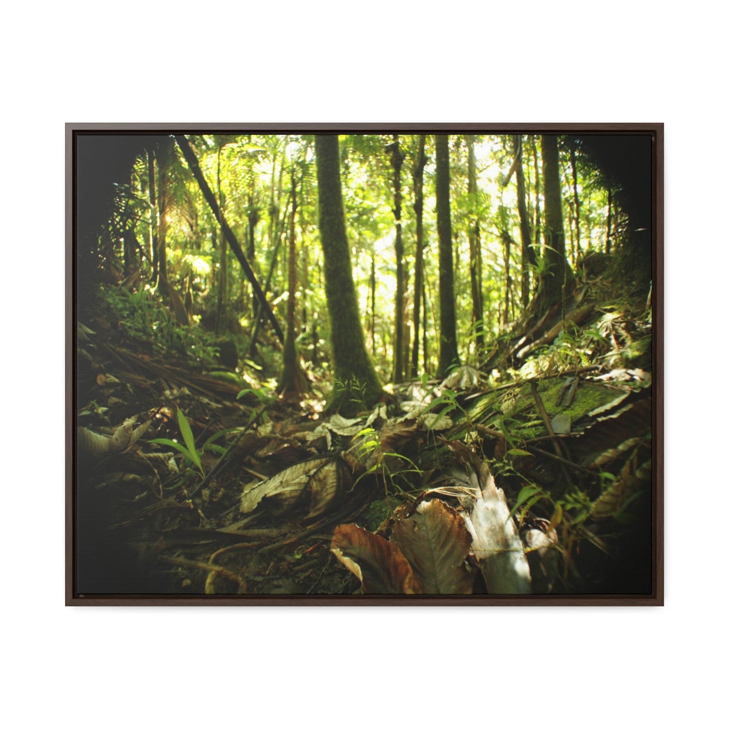Rainforest Trails & Views - Gallery Canvas Wraps, Horizontal Frame - El Yunque National Forest - Puerto Rico - Circular view of the inner deep cloud forest - Green Forest Home