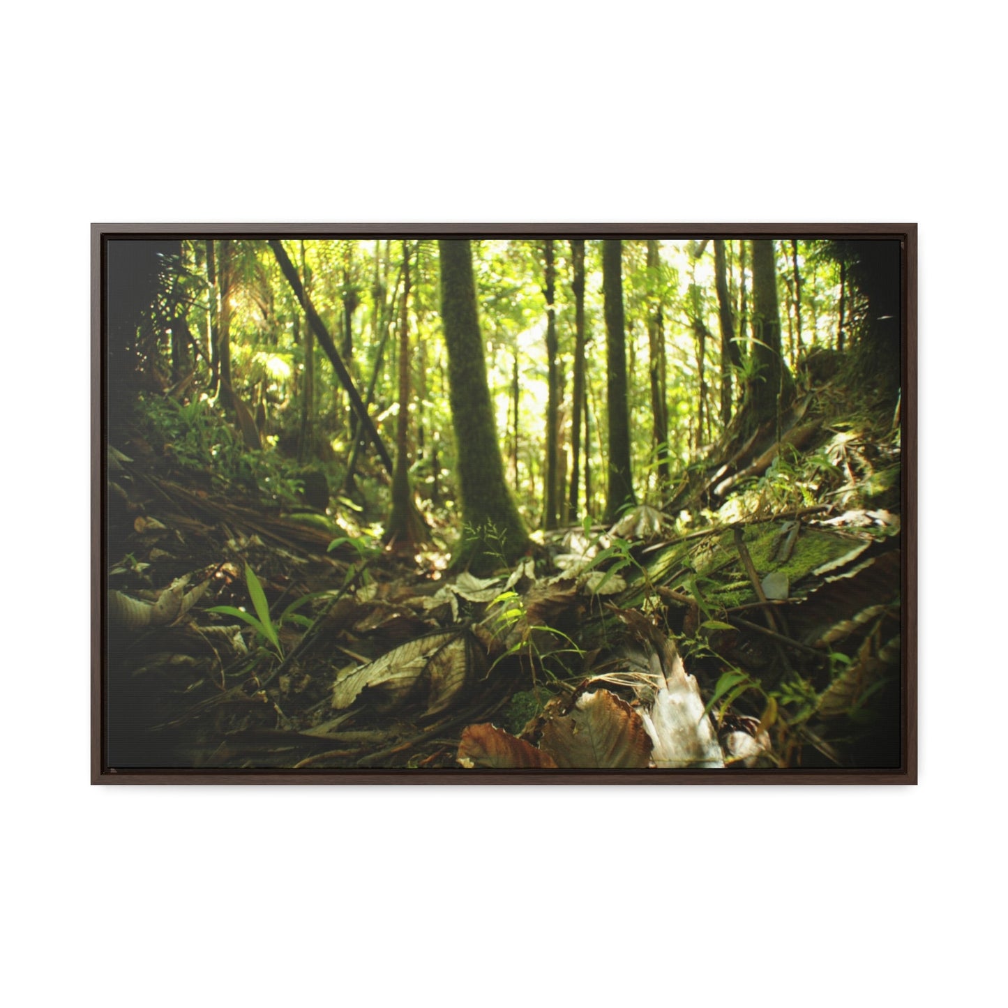 Rainforest Trails & Views - Gallery Canvas Wraps, Horizontal Frame - El Yunque National Forest - Puerto Rico - Circular view of the inner deep cloud forest - Green Forest Home