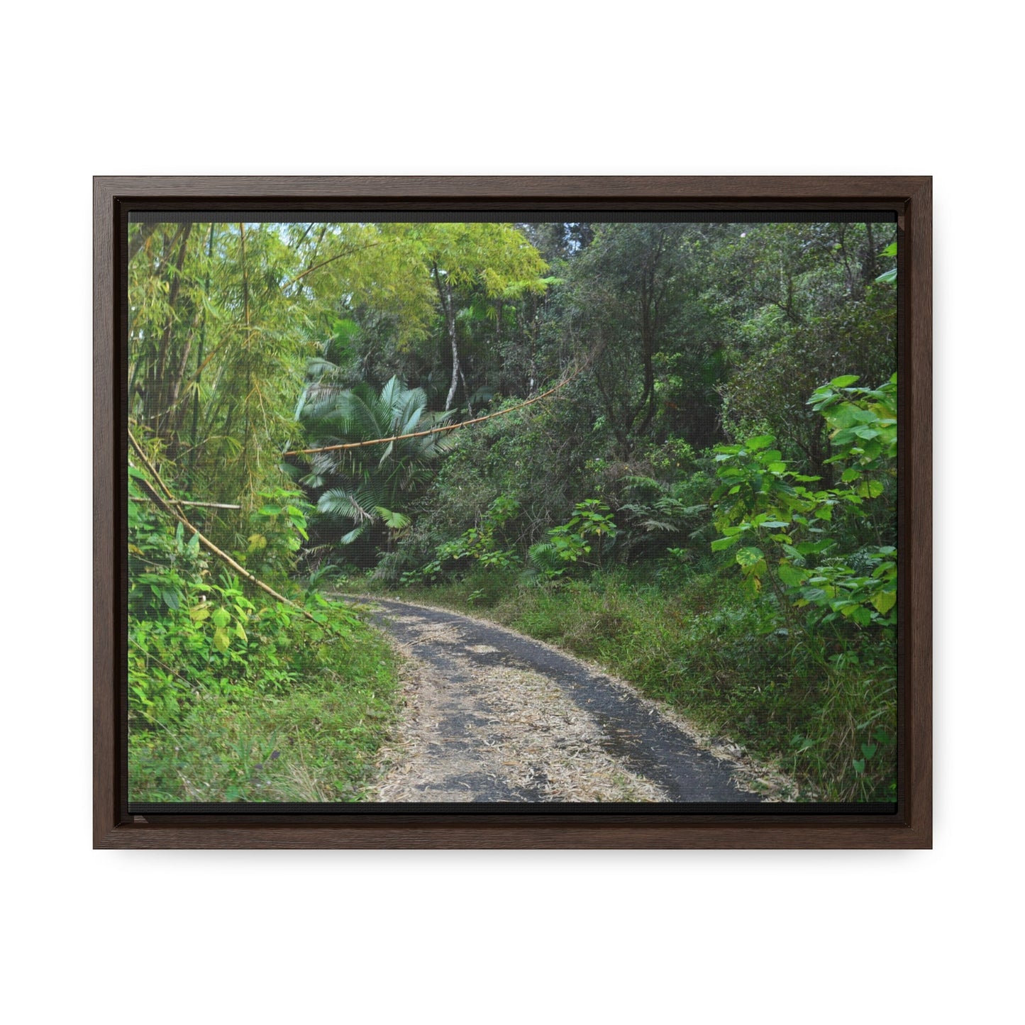 Rainforest Trails & Views - Gallery Canvas Wraps, Horizontal Frame - El Yunque National Forest - Puerto Rico - Closed PR191 forested road - Green Forest Home