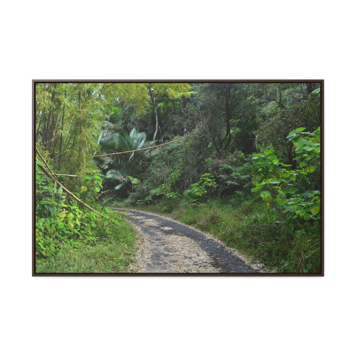 Rainforest Trails & Views - Gallery Canvas Wraps, Horizontal Frame - El Yunque National Forest - Puerto Rico - Closed PR191 forested road - Green Forest Home