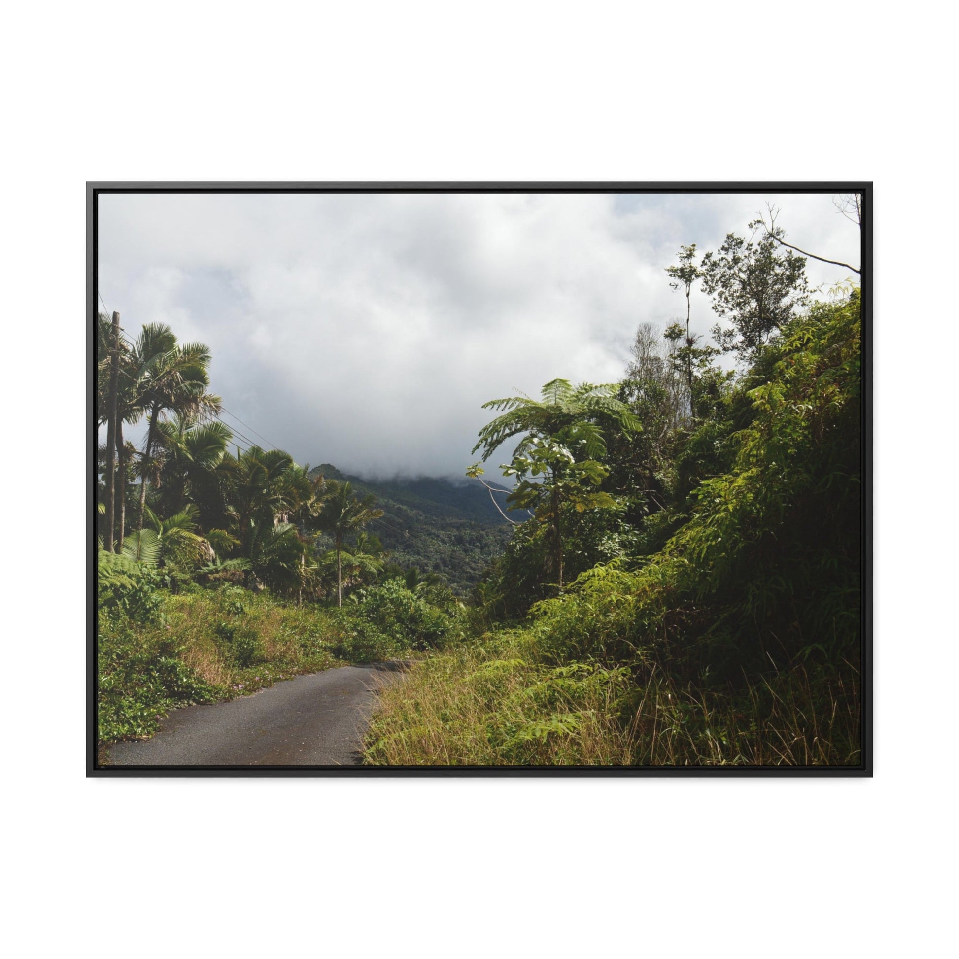 Rainforest Trails & Views - Gallery Canvas Wraps, Horizontal Frame - El Yunque National Forest - Puerto Rico - Closed PR191 forested road - Green Forest Home