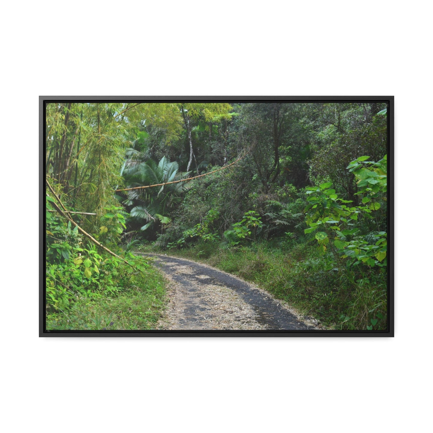 Rainforest Trails & Views - Gallery Canvas Wraps, Horizontal Frame - El Yunque National Forest - Puerto Rico - Closed PR191 forested road - Green Forest Home