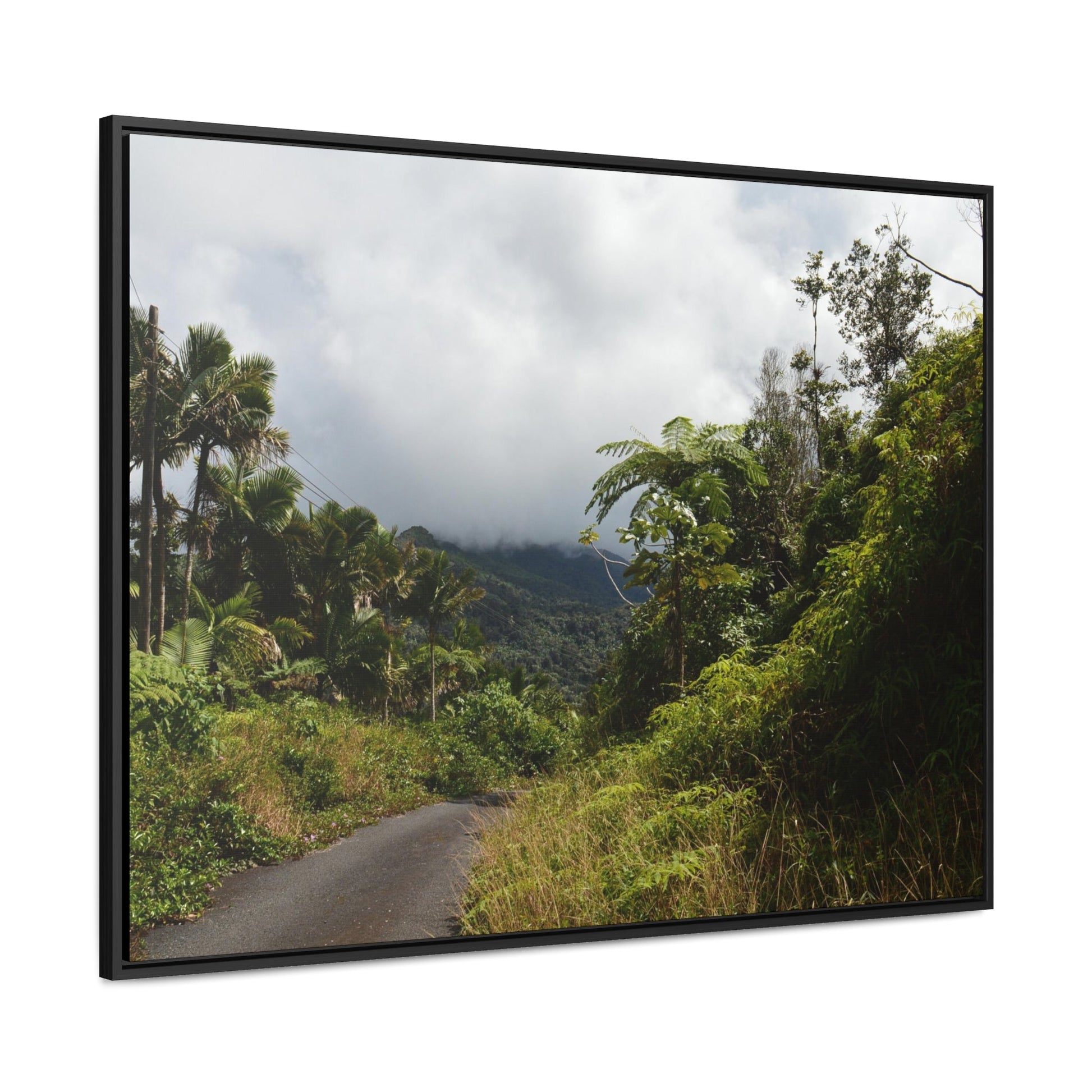 Rainforest Trails & Views - Gallery Canvas Wraps, Horizontal Frame - El Yunque National Forest - Puerto Rico - Closed PR191 forested road - Green Forest Home