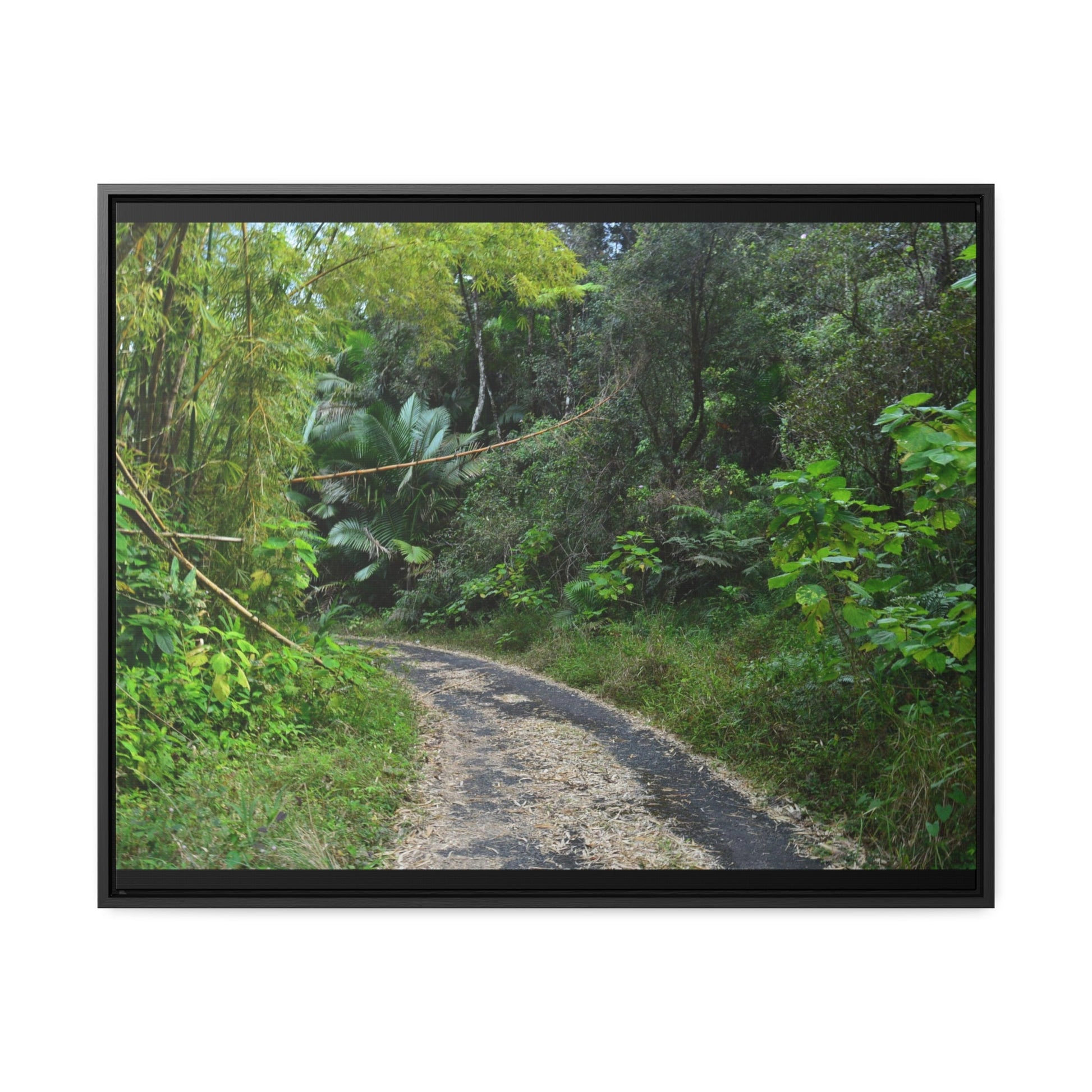 Rainforest Trails & Views - Gallery Canvas Wraps, Horizontal Frame - El Yunque National Forest - Puerto Rico - Closed PR191 forested road - Green Forest Home