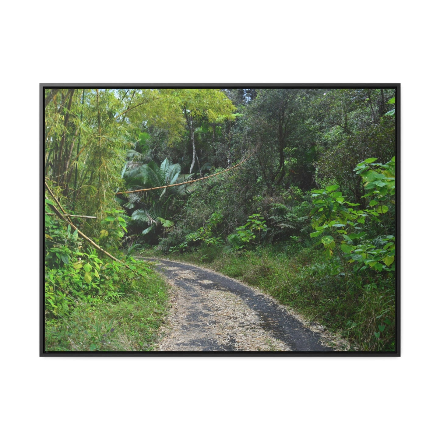 Rainforest Trails & Views - Gallery Canvas Wraps, Horizontal Frame - El Yunque National Forest - Puerto Rico - Closed PR191 forested road - Green Forest Home