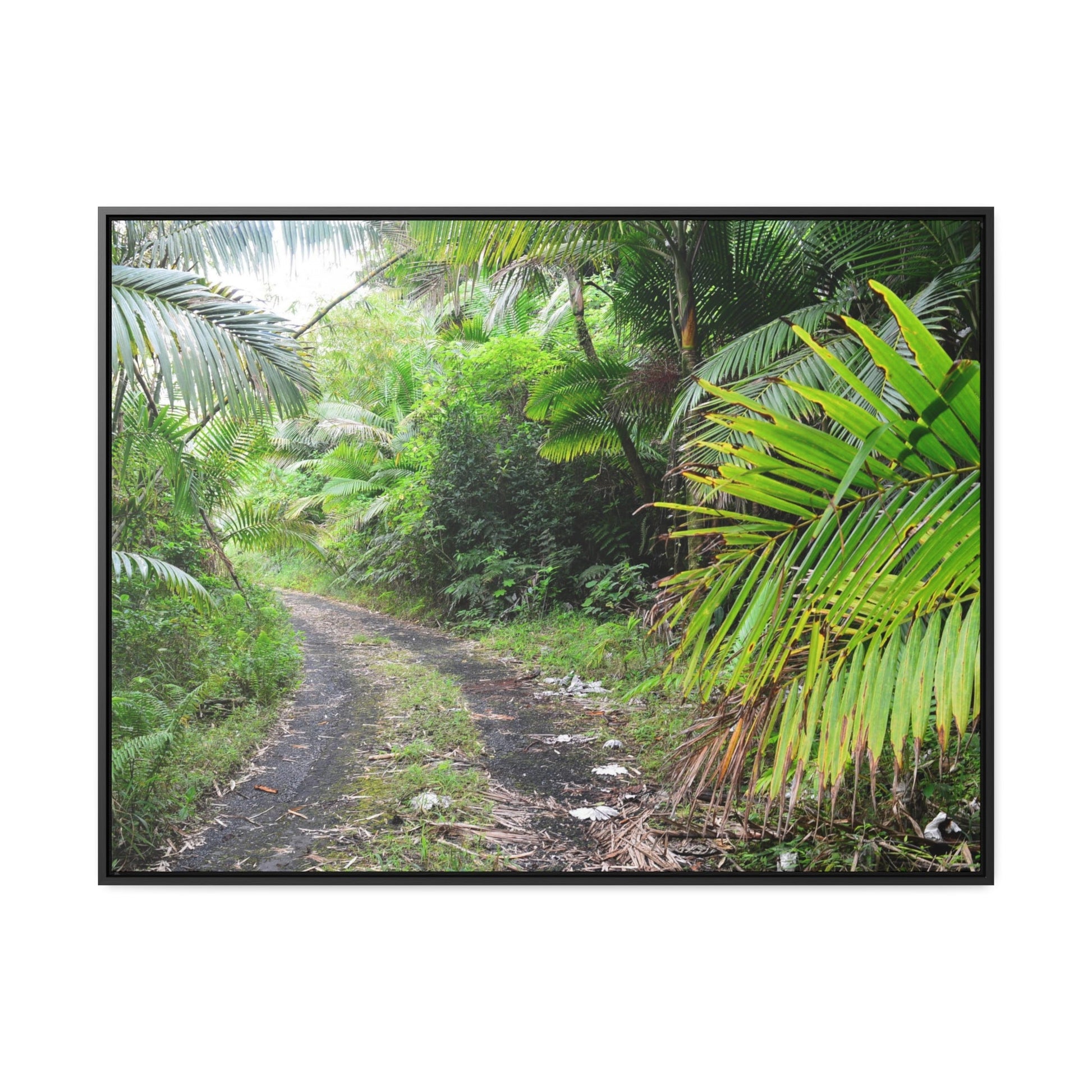 Rainforest Trails & Views - Gallery Canvas Wraps, Horizontal Frame - El Yunque National Forest - Puerto Rico - Closed PR191 road & landlside - Green Forest Home