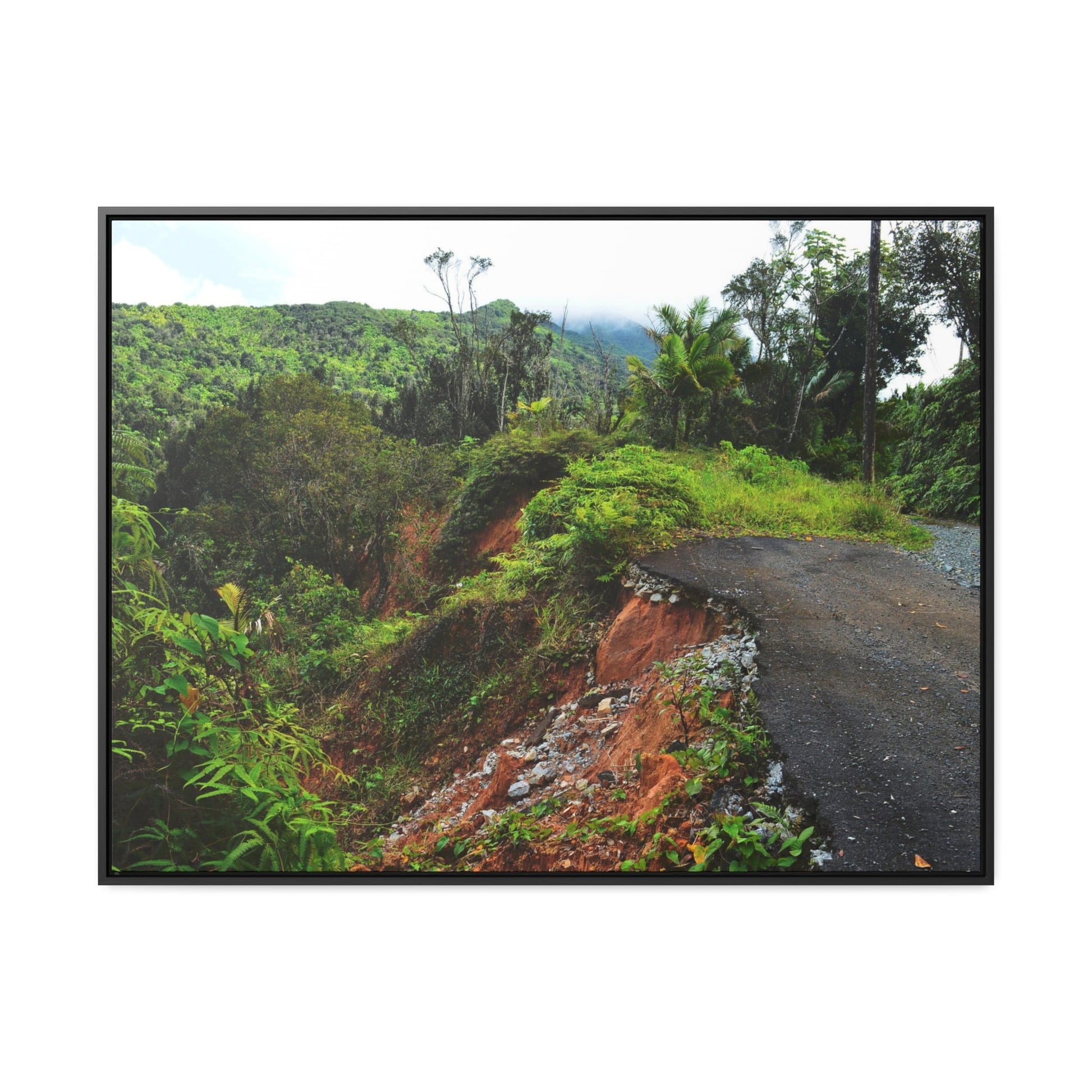 Rainforest Trails & Views - Gallery Canvas Wraps, Horizontal Frame - El Yunque National Forest - Puerto Rico - Closed PR191 road & landlside - Green Forest Home