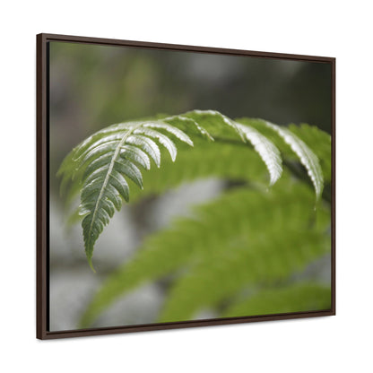 Rainforest Trails & Views - Gallery Canvas Wraps, Horizontal Frame - El Yunque National Forest - Puerto Rico - Closeup of the ancient Fern plant - Green Forest Home