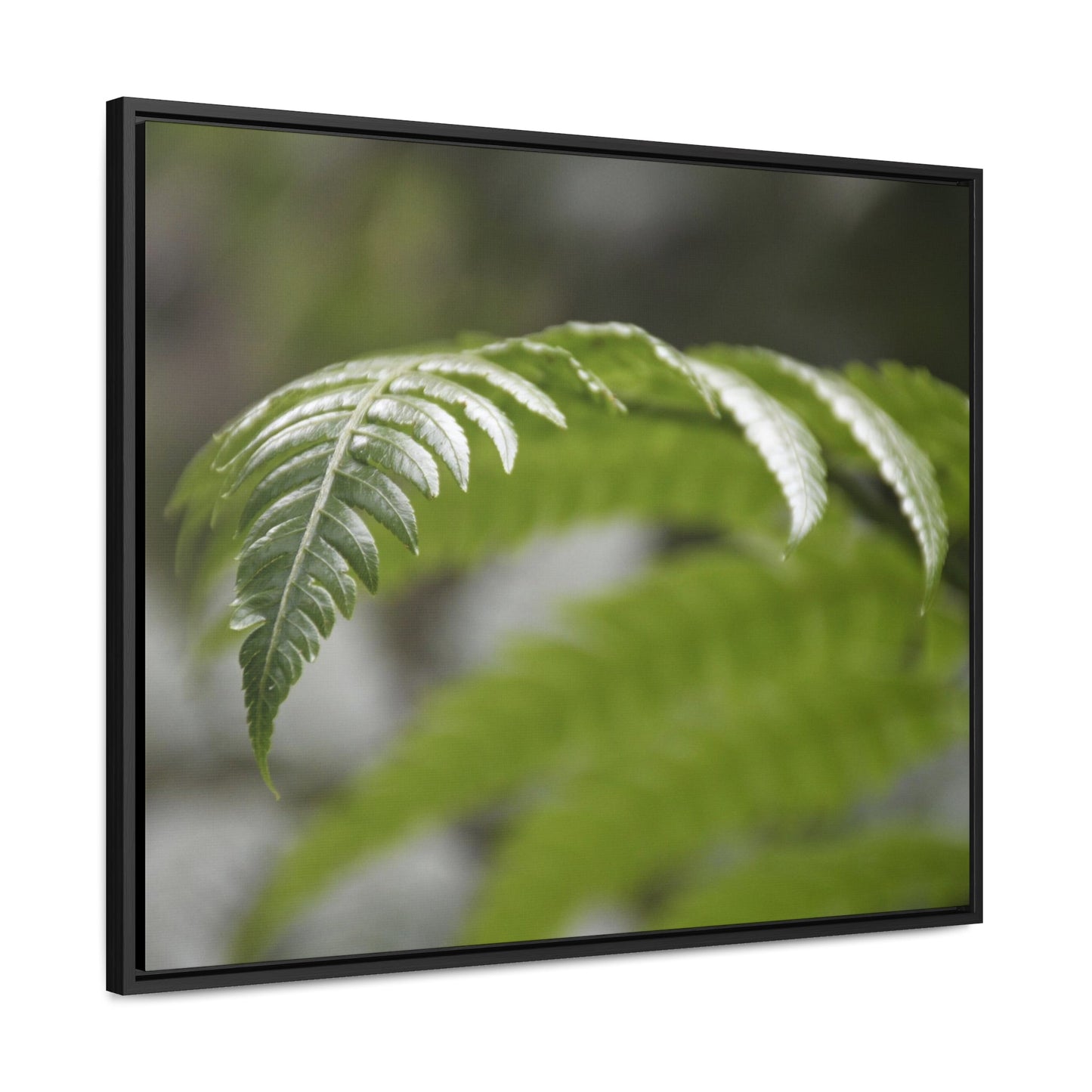 Rainforest Trails & Views - Gallery Canvas Wraps, Horizontal Frame - El Yunque National Forest - Puerto Rico - Closeup of the ancient Fern plant - Green Forest Home