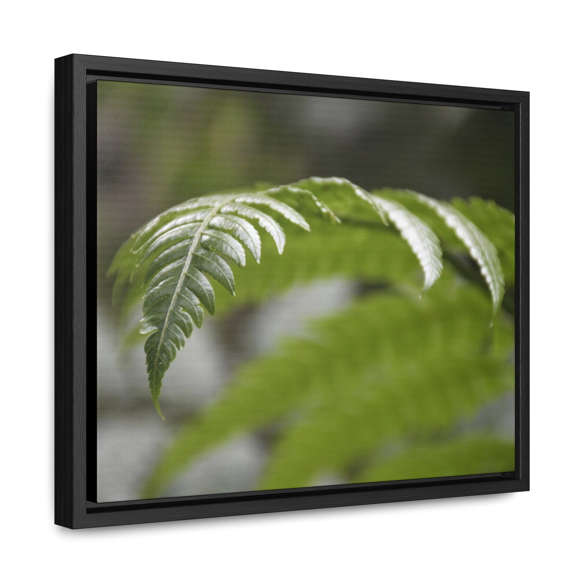 Rainforest Trails & Views - Gallery Canvas Wraps, Horizontal Frame - El Yunque National Forest - Puerto Rico - Closeup of the ancient Fern plant - Green Forest Home
