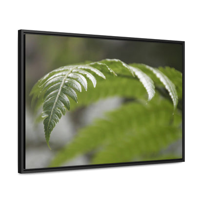 Rainforest Trails & Views - Gallery Canvas Wraps, Horizontal Frame - El Yunque National Forest - Puerto Rico - Closeup of the ancient Fern plant - Green Forest Home