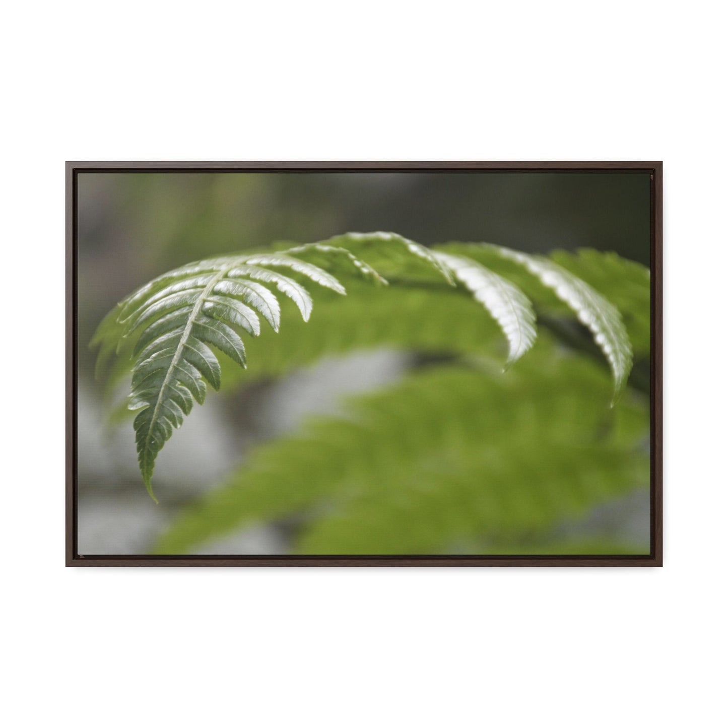 Rainforest Trails & Views - Gallery Canvas Wraps, Horizontal Frame - El Yunque National Forest - Puerto Rico - Closeup of the ancient Fern plant - Green Forest Home