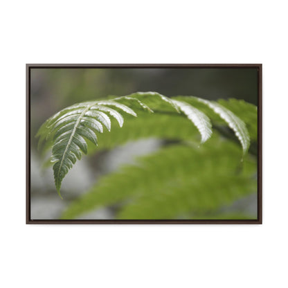 Rainforest Trails & Views - Gallery Canvas Wraps, Horizontal Frame - El Yunque National Forest - Puerto Rico - Closeup of the ancient Fern plant - Green Forest Home