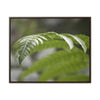 Rainforest Trails & Views - Gallery Canvas Wraps, Horizontal Frame - El Yunque National Forest - Puerto Rico - Closeup of the ancient Fern plant - Green Forest Home