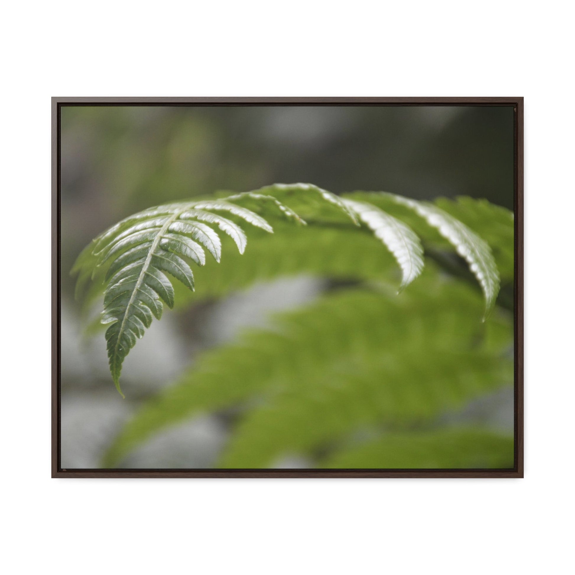 Rainforest Trails & Views - Gallery Canvas Wraps, Horizontal Frame - El Yunque National Forest - Puerto Rico - Closeup of the ancient Fern plant - Green Forest Home