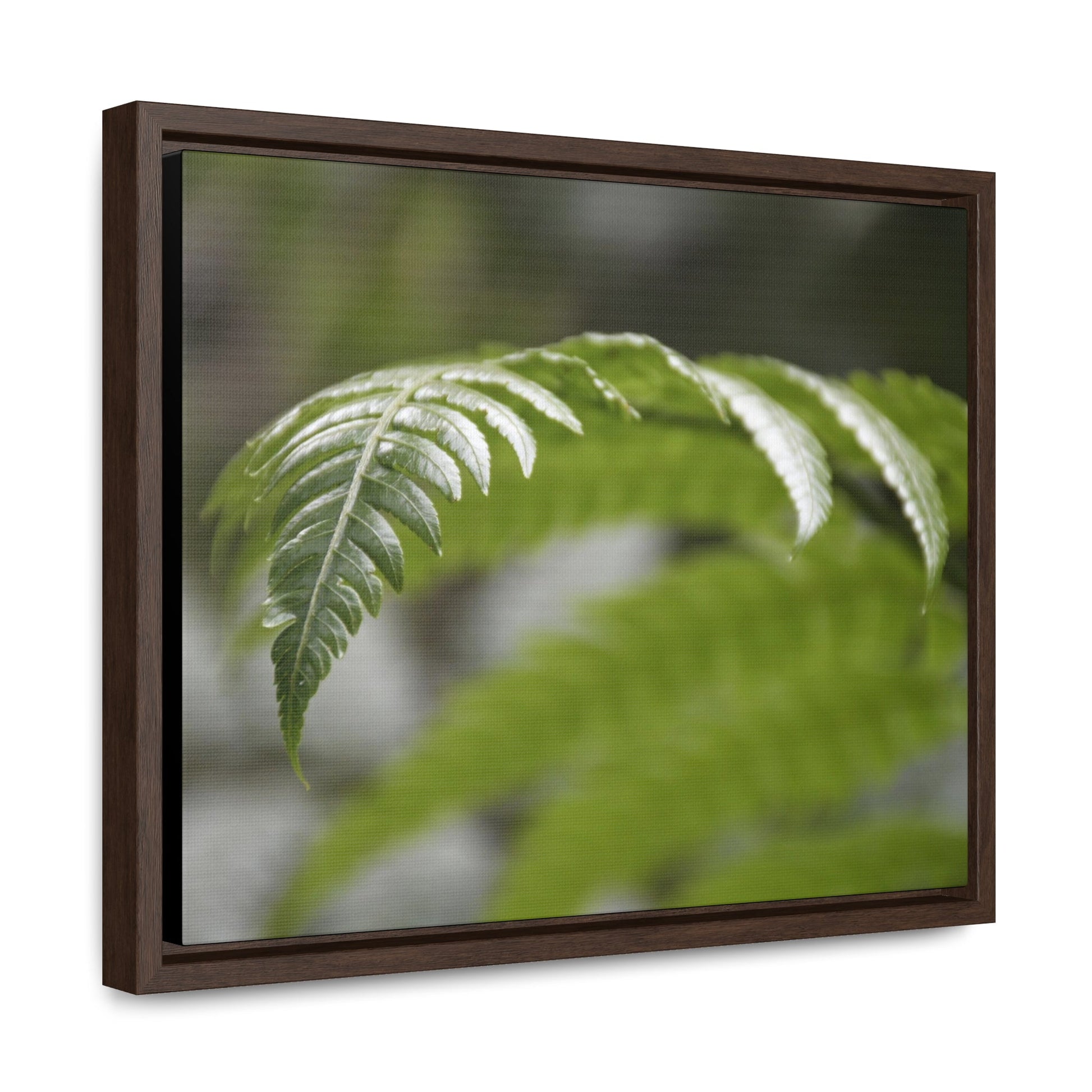 Rainforest Trails & Views - Gallery Canvas Wraps, Horizontal Frame - El Yunque National Forest - Puerto Rico - Closeup of the ancient Fern plant - Green Forest Home