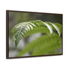 Rainforest Trails & Views - Gallery Canvas Wraps, Horizontal Frame - El Yunque National Forest - Puerto Rico - Closeup of the ancient Fern plant - Green Forest Home