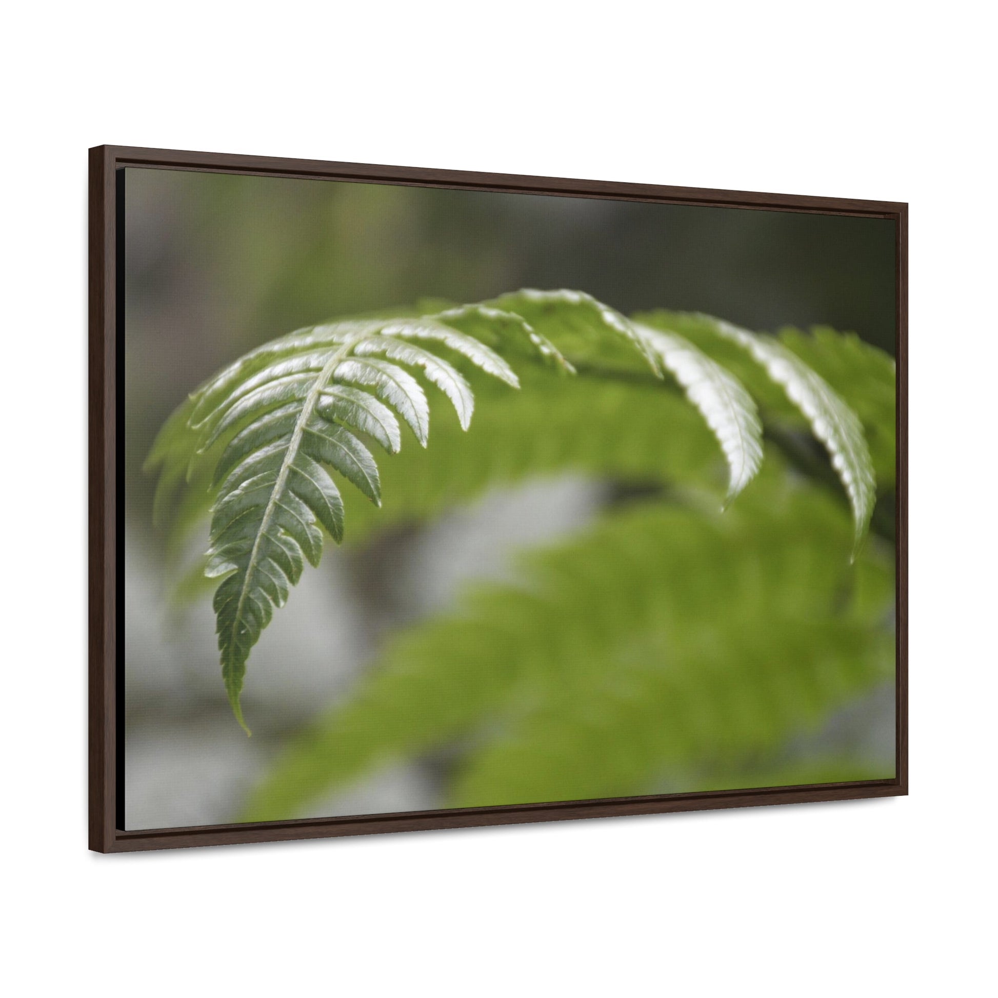 Rainforest Trails & Views - Gallery Canvas Wraps, Horizontal Frame - El Yunque National Forest - Puerto Rico - Closeup of the ancient Fern plant - Green Forest Home