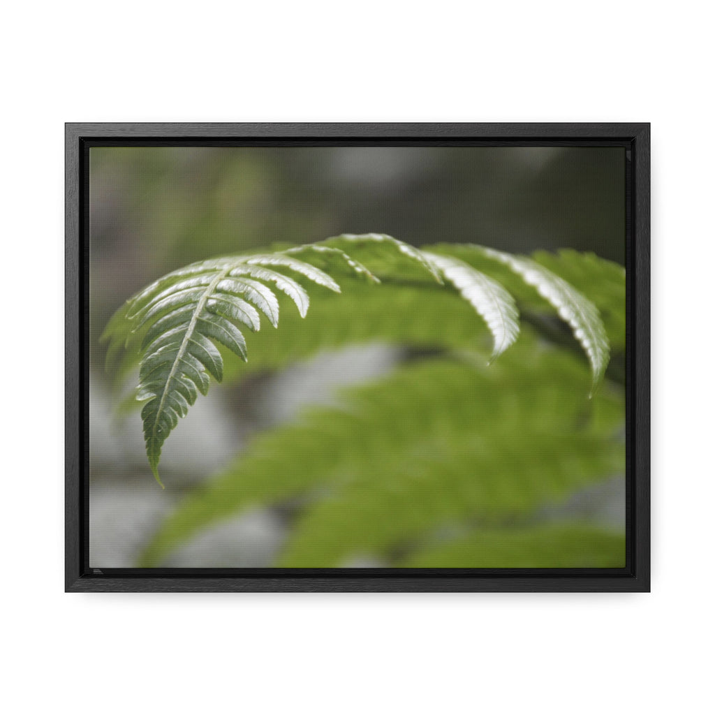 Rainforest Trails & Views - Gallery Canvas Wraps, Horizontal Frame - El Yunque National Forest - Puerto Rico - Closeup of the ancient Fern plant - Green Forest Home
